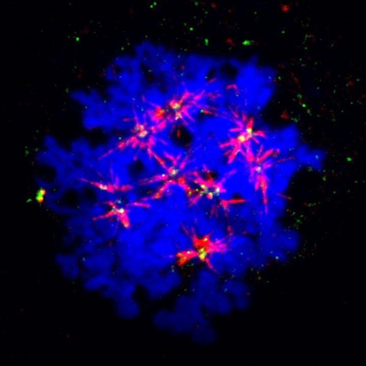 cancer cells mitosis